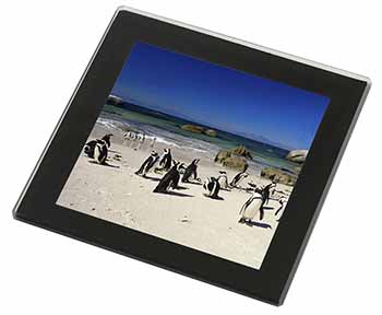 Beach Penguins Black Rim High Quality Glass Coaster