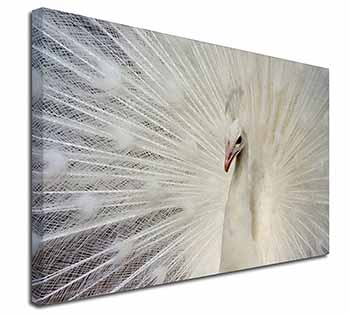 White Feathers Peacock Canvas X-Large 30"x20" Wall Art Print