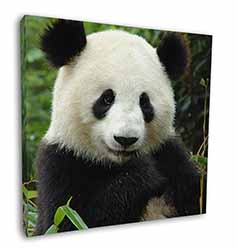 Beautiful Panda Bear Square Canvas 12"x12" Wall Art Picture Print