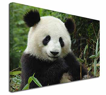 Beautiful Panda Bear Canvas X-Large 30"x20" Wall Art Print