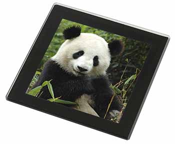 Beautiful Panda Bear Black Rim High Quality Glass Coaster