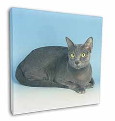 Silver Grey Thai Korat Cat Square Canvas 12"x12" Wall Art Picture Print