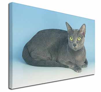 Silver Grey Thai Korat Cat Canvas X-Large 30"x20" Wall Art Print