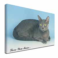 Thai Korat Cat 