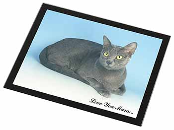 Thai Korat Cat 