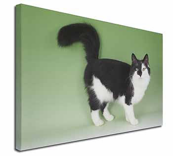 Black+White Norwegian Forest Cat Canvas X-Large 30"x20" Wall Art Print