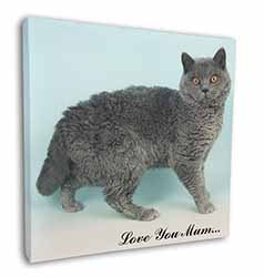 Selkirk Rex Cat 