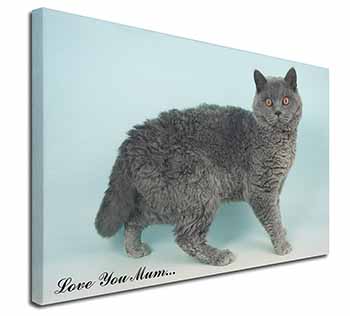 Selkirk Rex Cat 