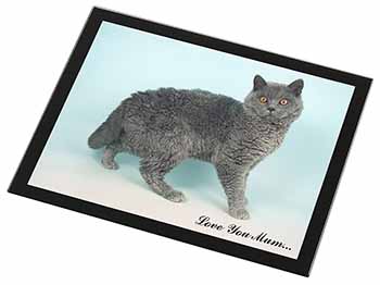 Selkirk Rex Cat 