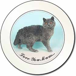 Selkirk Rex Cat 