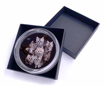 Cute Kittens+Dragonfly Glass Paperweight in Gift Box