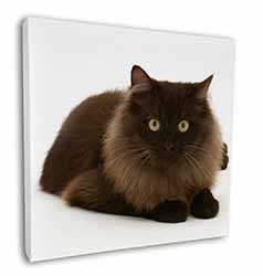 Chocolate Black Cat Square Canvas 12"x12" Wall Art Picture Print