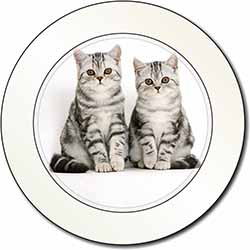 Silver Tabby Kittens Car or Van Permit Holder/Tax Disc Holder