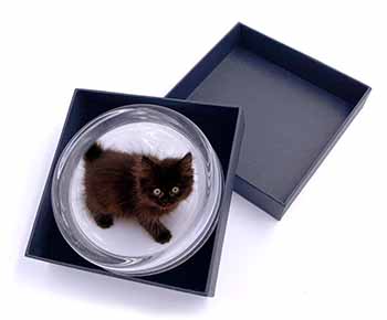 Chocolate Black Kitten Glass Paperweight in Gift Box