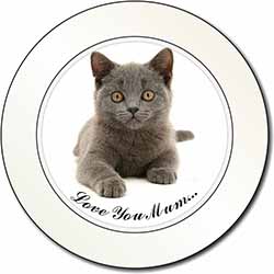 British Blue Cat 