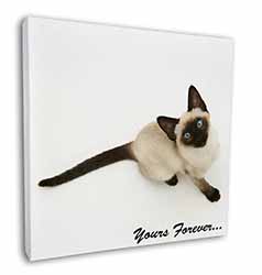 Siamese Cat 