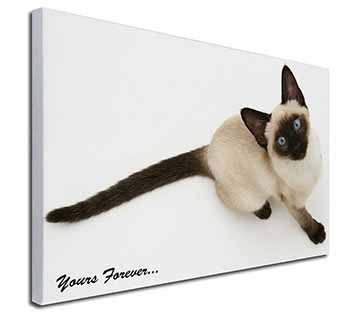 Siamese Cat 