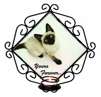 Siamese Cat 