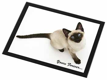 Siamese Cat 