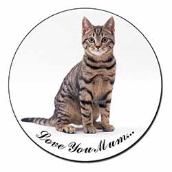 Brown Tabby Cat 