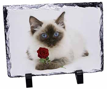 Ragdoll Kitten Cat with Red Rose, Stunning Photo Slate