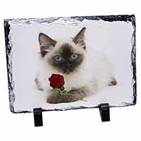 Ragdoll Kitten Cat with Red Rose, Stunning Photo Slate