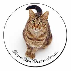 Brown Tabby Cat 