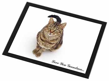 Brown Tabby Cat 