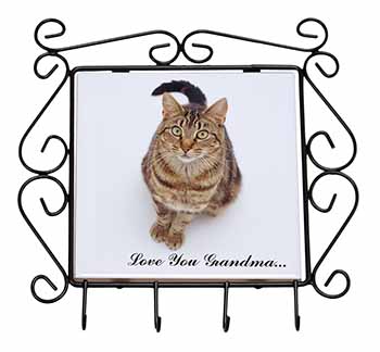 Brown Tabby Cat 