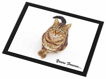 Tabby Cat 