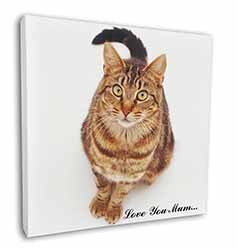 Brown Tabby Cat 