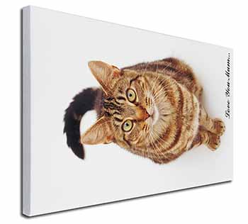 Brown Tabby Cat 