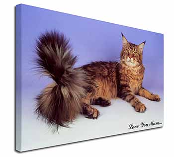 Maine Coon Cat 