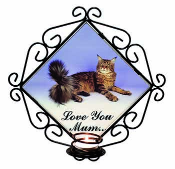 Maine Coon Cat 