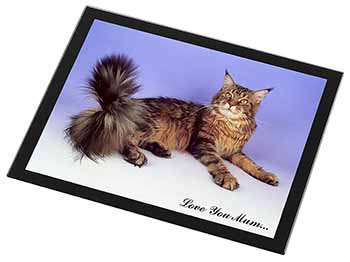 Maine Coon Cat 