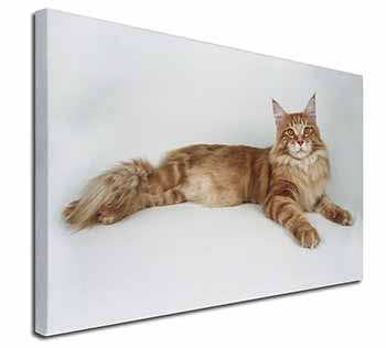 Red Maine Coon Cat Canvas X-Large 30"x20" Wall Art Print