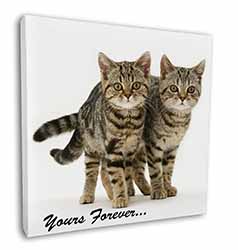 Tabby Cats 