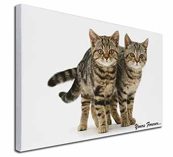 Tabby Cats 