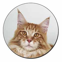 Pretty Face of a Ginger Cat Fridge Magnet Printed Full Colour