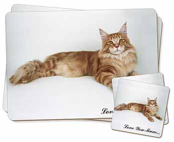 Maine Coon Cat 