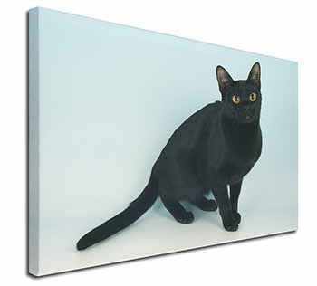 Pretty Black Bombay Cat Canvas X-Large 30"x20" Wall Art Print