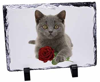 British Blue Kitten with Red Rose, Stunning Photo Slate