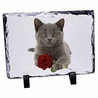 British Blue Kitten with Red Rose, Stunning Photo Slate