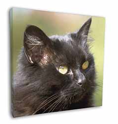 Beautiful Fluffy Black Cat Square Canvas 12"x12" Wall Art Picture Print