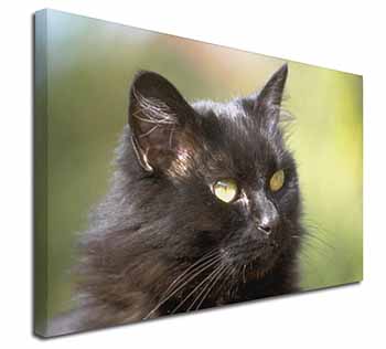 Beautiful Fluffy Black Cat Canvas X-Large 30"x20" Wall Art Print