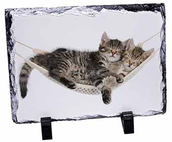 Kittens in Hammock, Stunning Photo Slate