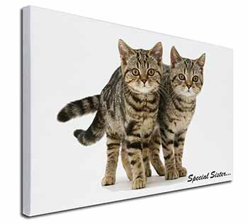 Tabby Kittens 