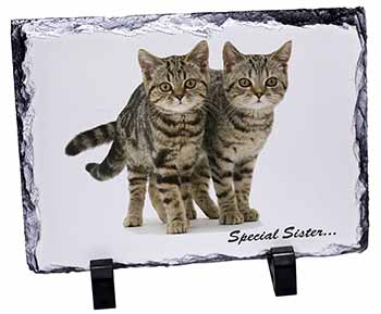 Tabby Kittens 