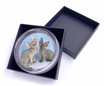 Devon Rex Cats Glass Paperweight in Gift Box