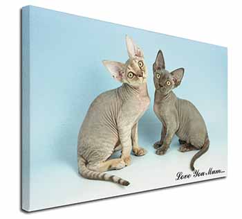 Devon Rex Cats 